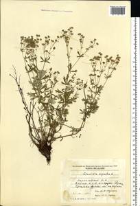 Potentilla argentea L., Eastern Europe, Moldova (E13a) (Moldova)