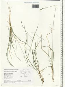 Carex brunnescens (Pers.) Poir., Eastern Europe, Central region (E4) (Russia)