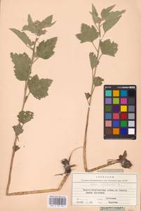 Althaea officinalis L., Eastern Europe, Lower Volga region (E9) (Russia)