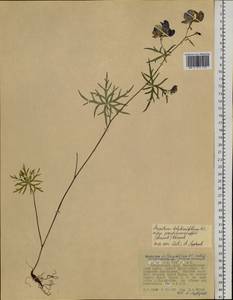Aconitum delphinifolium subsp. pseudokusnezowii (Vorosch.) Vorosch., Siberia, Russian Far East (S6) (Russia)