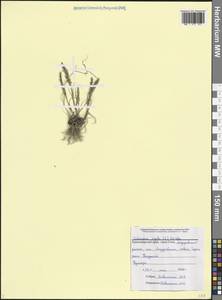 Catapodium rigidum (L.) C.E.Hubb., Caucasus, Black Sea Shore (from Novorossiysk to Adler) (K3) (Russia)