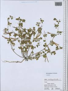 Lotus ornithopodioides L., South Asia, South Asia (Asia outside ex-Soviet states and Mongolia) (ASIA) (Turkey)