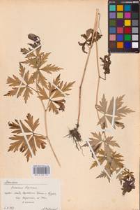 Aconitum variegatum L., Eastern Europe, West Ukrainian region (E13) (Ukraine)