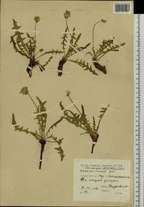 Taraxacum dissectum (Ledeb.) Ledeb., Siberia, Yakutia (S5) (Russia)