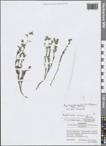 Buglossoides rochelii (Friv.) Stoyanov, Mátis & Sennikov, Eastern Europe, Lower Volga region (E9) (Russia)