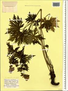 Geranium ruprechtii (Woronow) Grossh., Caucasus, Krasnodar Krai & Adygea (K1a) (Russia)