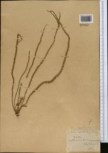 Psylliostachys leptostachya (Boiss.) Roshkova, Middle Asia, Syr-Darian deserts & Kyzylkum (M7) (Uzbekistan)