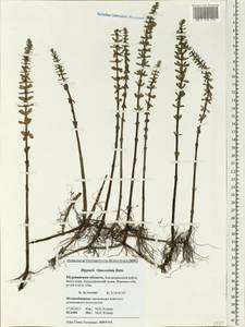 Hippuris ×lanceolata Retz., Eastern Europe, Northern region (E1) (Russia)