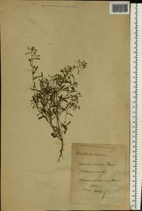 Chaenorhinum minus (L.) Lange, Eastern Europe, Central forest-and-steppe region (E6) (Russia)