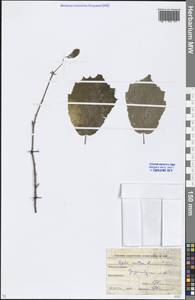 Corylus avellana L., Eastern Europe, Moscow region (E4a) (Russia)