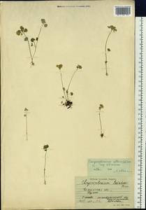 Chrysosplenium alternifolium L., Siberia, Baikal & Transbaikal region (S4) (Russia)