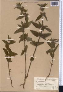 Stachyopsis oblongata (Schrenk) Popov & Vved., Middle Asia, Western Tian Shan & Karatau (M3) (Kazakhstan)