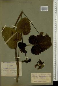 Betonica macrantha K.Koch, Caucasus, Armenia (K5) (Armenia)