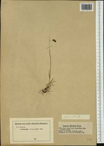 Luzula spicata (L.) DC., Western Europe (EUR) (Austria)