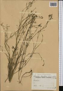 Asperula aristata subsp. scabra Nyman, Western Europe (EUR) (Bulgaria)