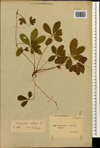 Potentilla reptans L., Caucasus, Georgia (K4) (Georgia)