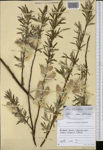 Salix schwerinii E.L.Wolf, Siberia, Yakutia (S5) (Russia)