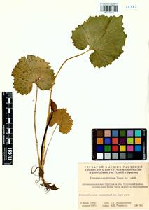 Eutrema cordifolium Turcz. ex Ledeb., Siberia, Baikal & Transbaikal region (S4) (Russia)