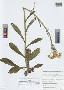 Tephroseris integrifolia (L.) Holub, Siberia, Altai & Sayany Mountains (S2) (Russia)