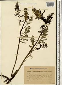 Pedicularis condensata M. Bieb., Caucasus, Georgia (K4) (Georgia)