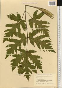 Heracleum sphondylium subsp. sibiricum (L.) Simonk., Eastern Europe, Latvia (E2b) (Latvia)