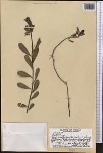 Crotalaria, America (AMER) (United States)