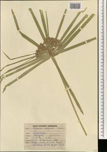 Cyperus papyrus L., South Asia, South Asia (Asia outside ex-Soviet states and Mongolia) (ASIA) (India)
