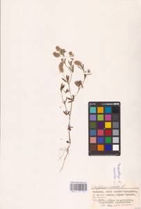 Trifolium arvense L., Eastern Europe, Lower Volga region (E9) (Russia)