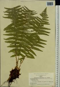 Dryopteris filix-mas (L.) Schott, Eastern Europe, Central region (E4) (Russia)