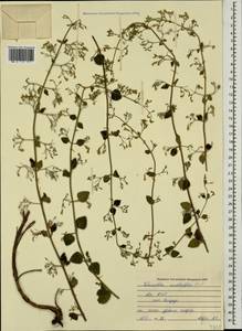 Clinopodium menthifolium, Caucasus, Abkhazia (K4a) (Abkhazia)