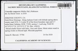 Conardia compacta (Müll. Hal.) H. Rob., Bryophytes, Bryophytes - America (BAm) (United States)