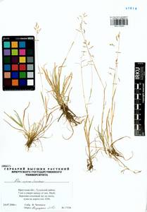 Poa supina Schrad., Siberia, Baikal & Transbaikal region (S4) (Russia)