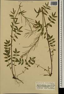 Cardamine macrophylla Willd., Mongolia (MONG) (Mongolia)