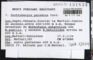 Skottsbergia paradoxa Cardot, Bryophytes, Bryophytes - America (BAm) (Argentina)