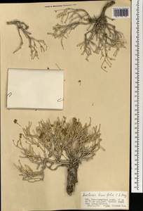 Anabasis brevifolia C. A. Mey., Mongolia (MONG) (Mongolia)