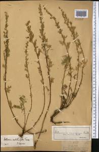 Artemisia stechmanniana Besser, Middle Asia, Dzungarian Alatau & Tarbagatai (M5) (Kazakhstan)