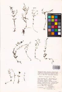 MHA 0 159 896, Veronica anagalloides Guss., Eastern Europe, Lower Volga region (E9) (Russia)
