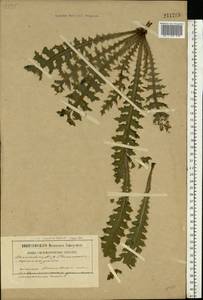 Cirsium roseolum Gorl., Eastern Europe, South Ukrainian region (E12) (Ukraine)
