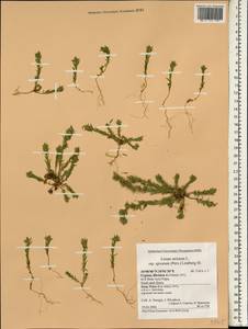 Linum strictum L., South Asia, South Asia (Asia outside ex-Soviet states and Mongolia) (ASIA) (Cyprus)