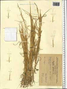 Aegilops cylindrica Host, Eastern Europe, South Ukrainian region (E12) (Ukraine)
