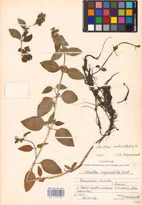 MHA 0 158 496, Mentha × verticillata L., Eastern Europe, Belarus (E3a) (Belarus)