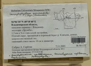 Campylophyllopsis sommerfeltii (Myrin) Ochyra, Bryophytes, Bryophytes - Middle Russia (B6) (Russia)