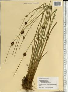 Juncus conglomeratus L., Eastern Europe, Western region (E3) (Russia)