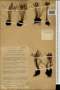 Asplenium septentrionale (L.) Hoffm., Caucasus, Georgia (K4) (Georgia)