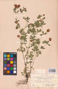 Trifolium aureum Pollich, Eastern Europe, Middle Volga region (E8) (Russia)