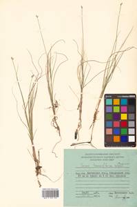 Carex tenuiflora Wahlenb., Siberia, Chukotka & Kamchatka (S7) (Russia)