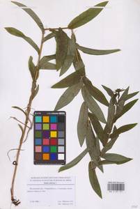 Pentanema salicinum (L.) D.Gut.Larr., Santos-Vicente, Anderb., E.Rico & M.M.Mart.Ort., Eastern Europe, Moscow region (E4a) (Russia)