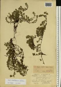 Thymus talijevii subsp. talijevii, Eastern Europe, Eastern region (E10) (Russia)