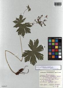 KUZ 000 256, Geranium albiflorum Ledeb., Siberia, Altai & Sayany Mountains (S2) (Russia)