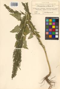 Oxybasis urbica (L.) S. Fuentes, Uotila & Borsch, Siberia, Russian Far East (S6) (Russia)